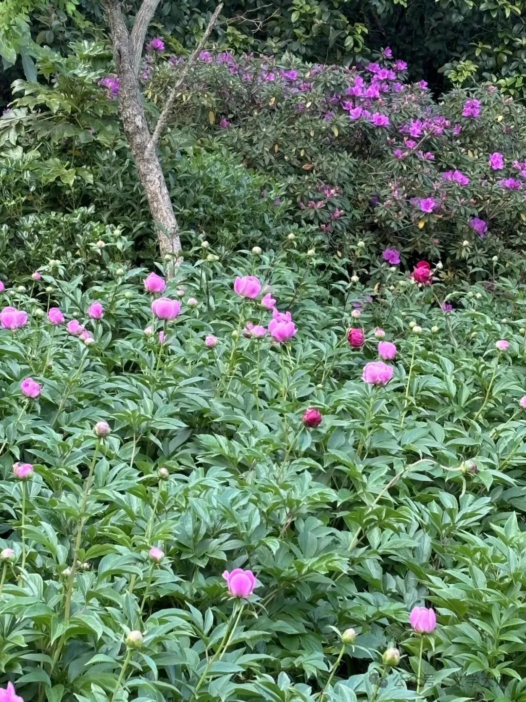 春风过后荷花艳，
靓丽青春万紫妍。