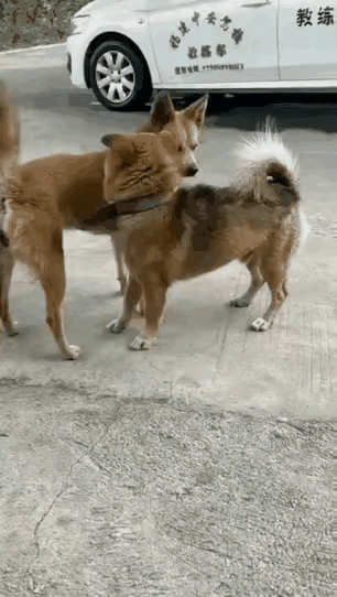 这就是“你的热情是火，我的是灭火器"[尬笑]！看这个傻狗，真的活该它没有女朋友啊