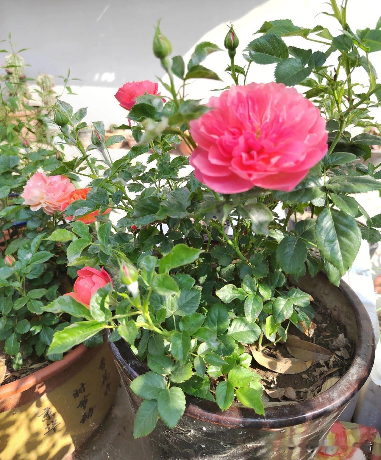 退休后，有3点得注意。
一不敢太懒。
不上班了，清闲了，没人管了，突然就放飞自我