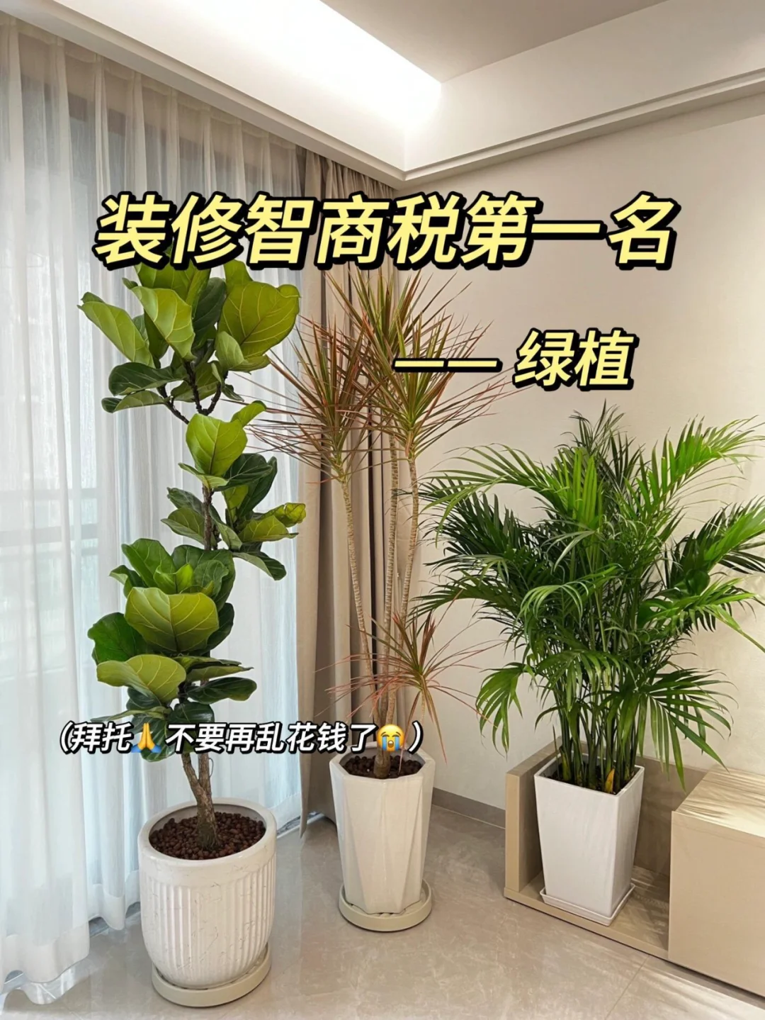 装修完绿植怎么选？这几款好看又好养活！