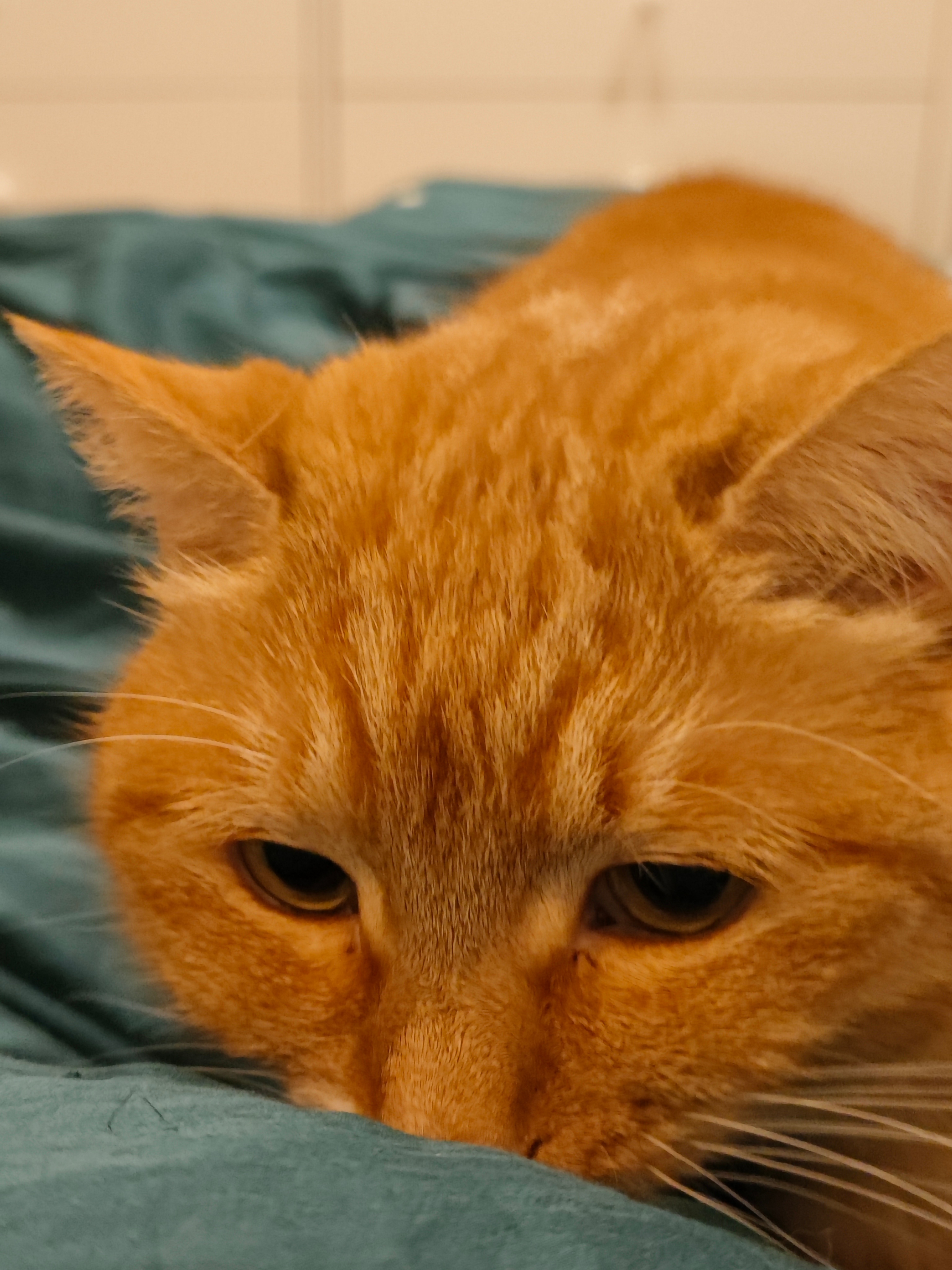 养猫比养娃省心太多了至少猫不会在开学前嗷嗷哭着补作业