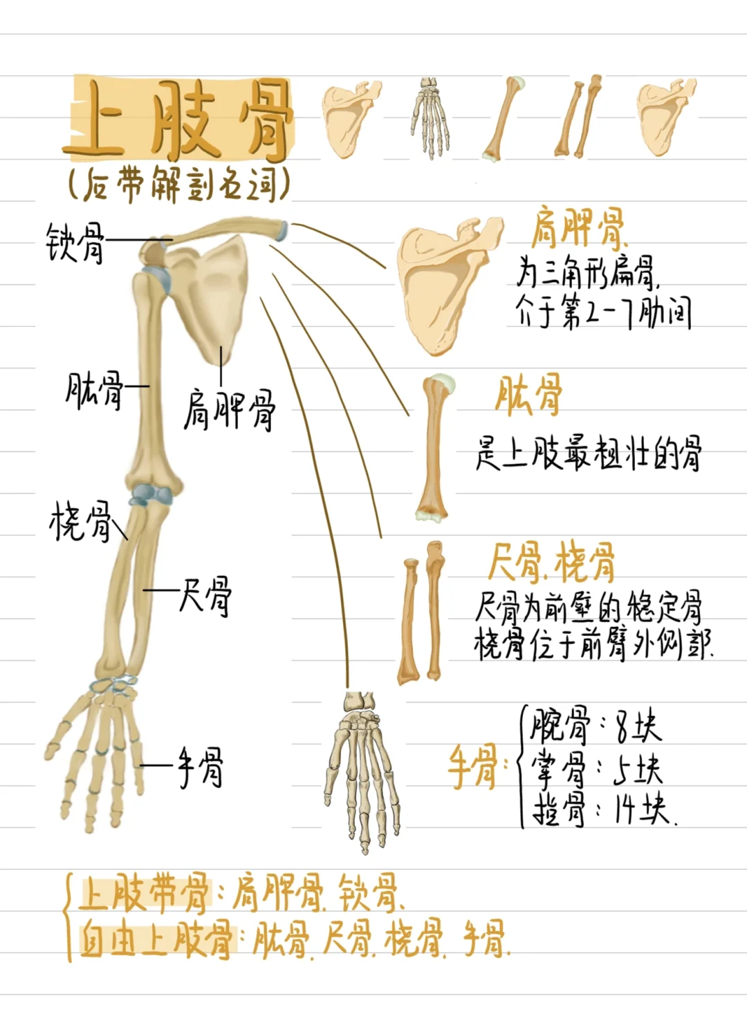 医学生笔记✍️-上下肢骨🦴