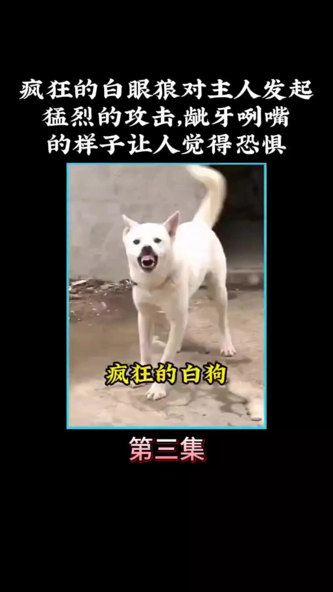 我的观影报告 内容启发搜索 动物的迷惑行为