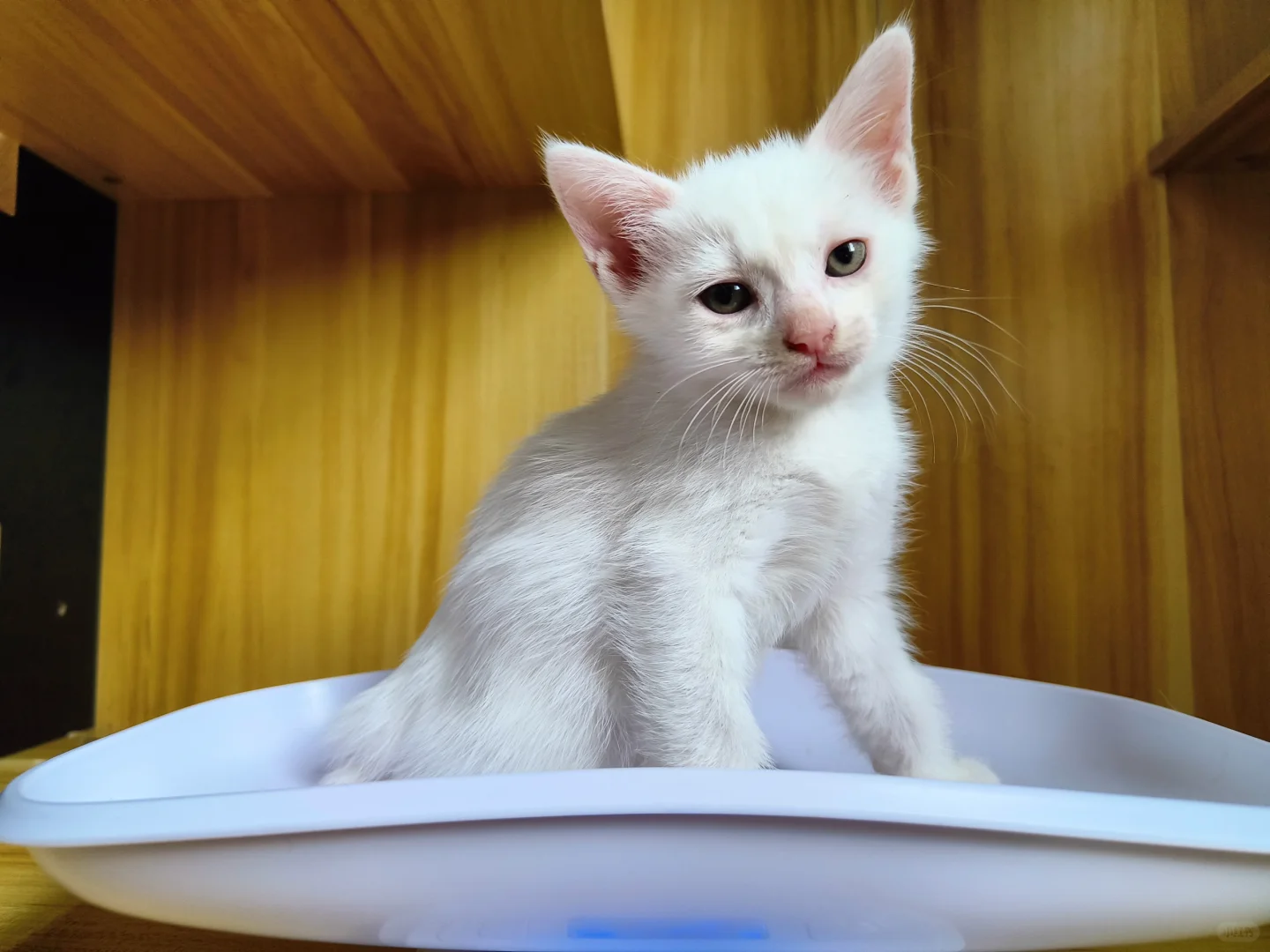 上海小奶猫找领养