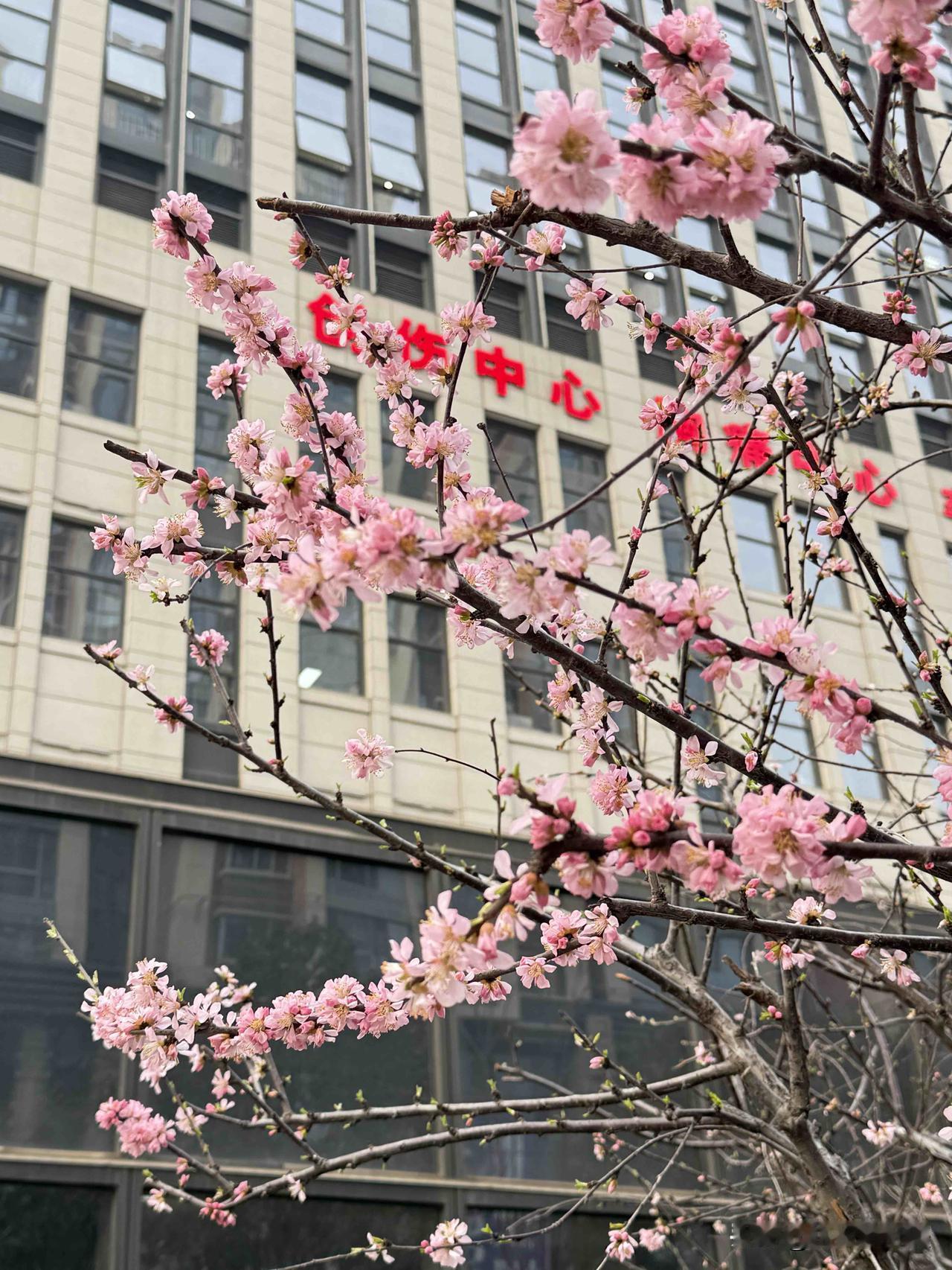 今天百分之九十以上都是跟张雪峰、都是跟心脏病、跟猝死有关的话题。张雪峰的突然离世