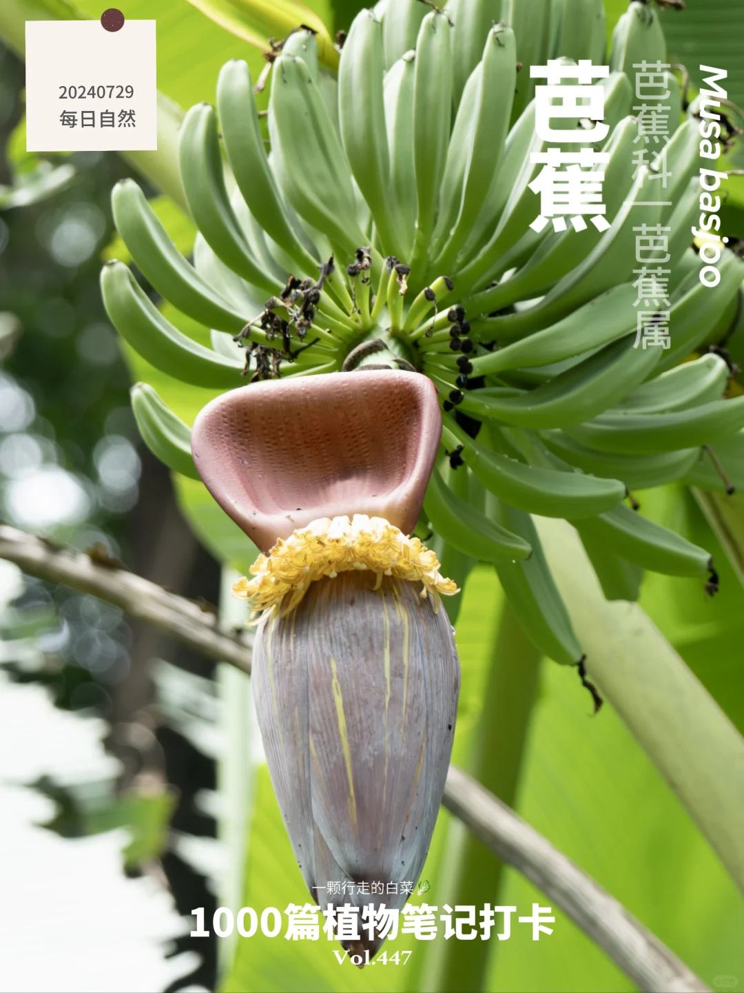 植物笔记447 | 大家禁止🚫蕉绿