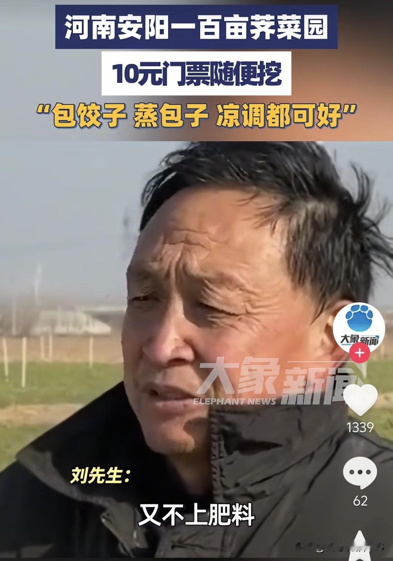 太有头脑了！河南一男子种了100多亩荠菜，由于长势不好，如果再卖不掉就全烂地里了