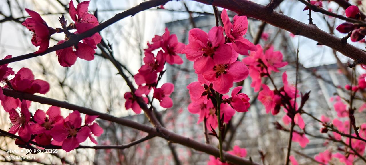 不许下载，发一个你手机里春天的花 春已至花已开 拍到了桃花盛开的美景