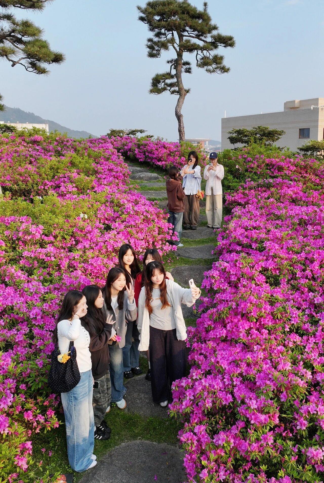 泉州这所高校藏着春日限定浪漫！300亩杜鹃花海美到出圈🌸

走进泉州信息工程学