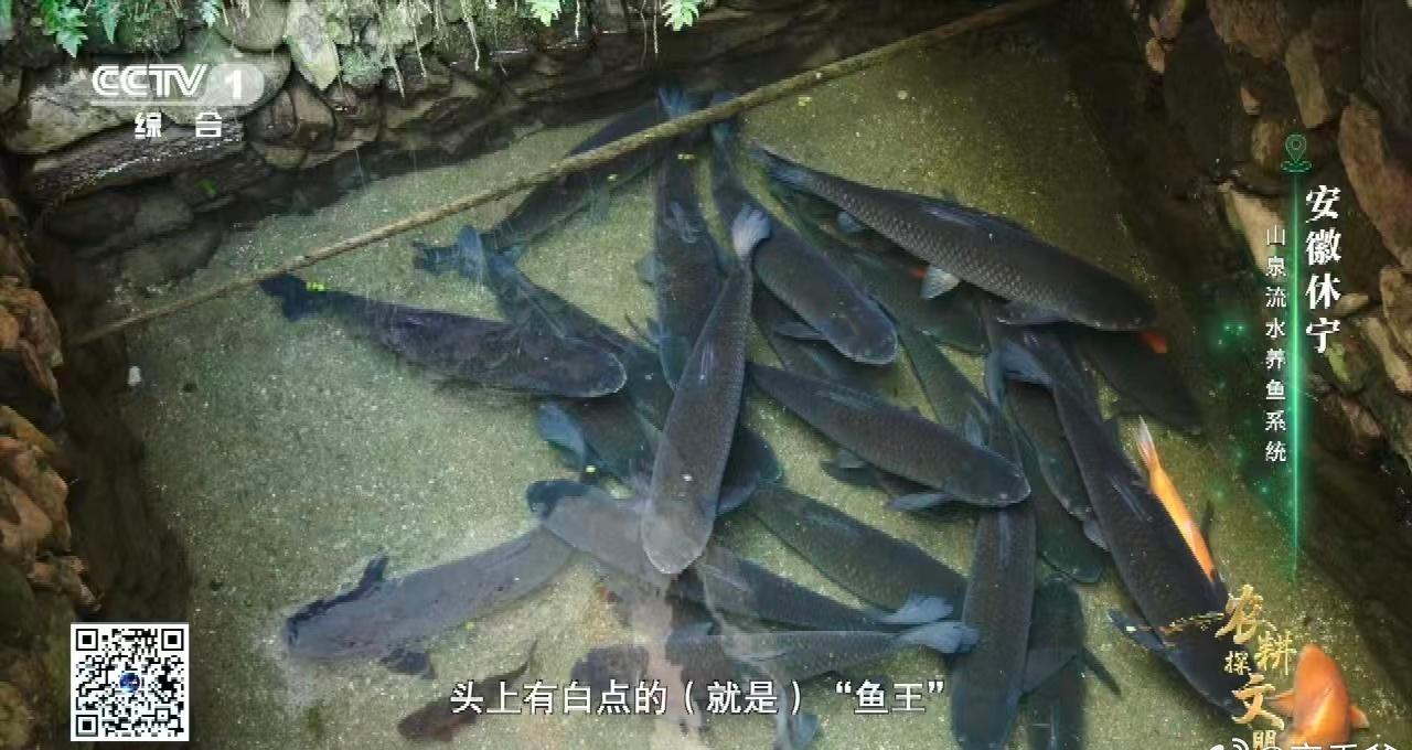 安徽休宁县梓坞村，汪长生家的草鱼迎来了55岁“高龄”。当地以投鱼苗为新生儿祈福，
