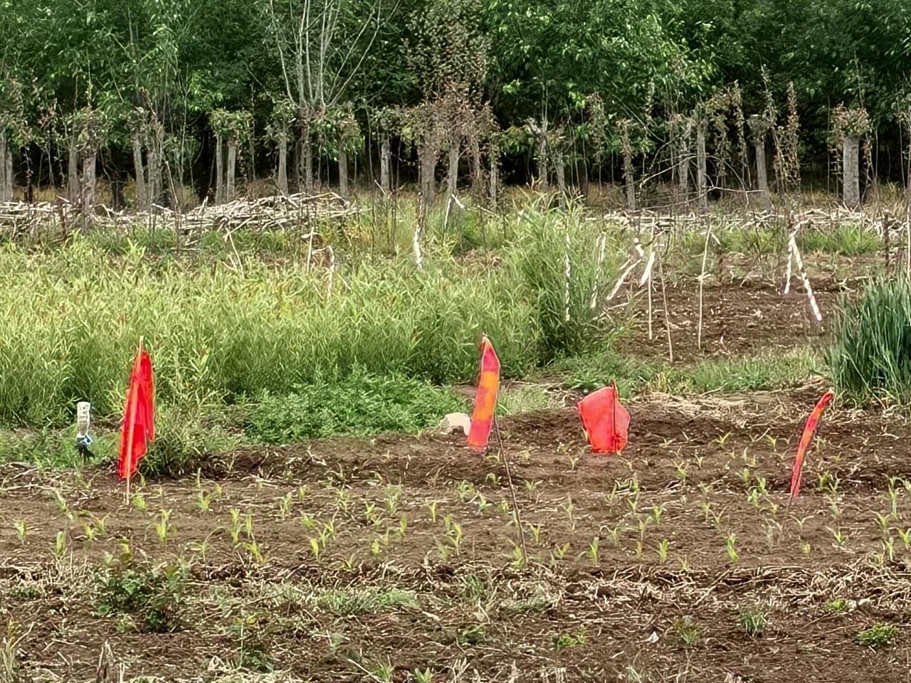 种地的烦恼
花喜鹊，是寓意非常好的鸟，诸如喜上眉梢、出门见喜等。
由于生态环境保