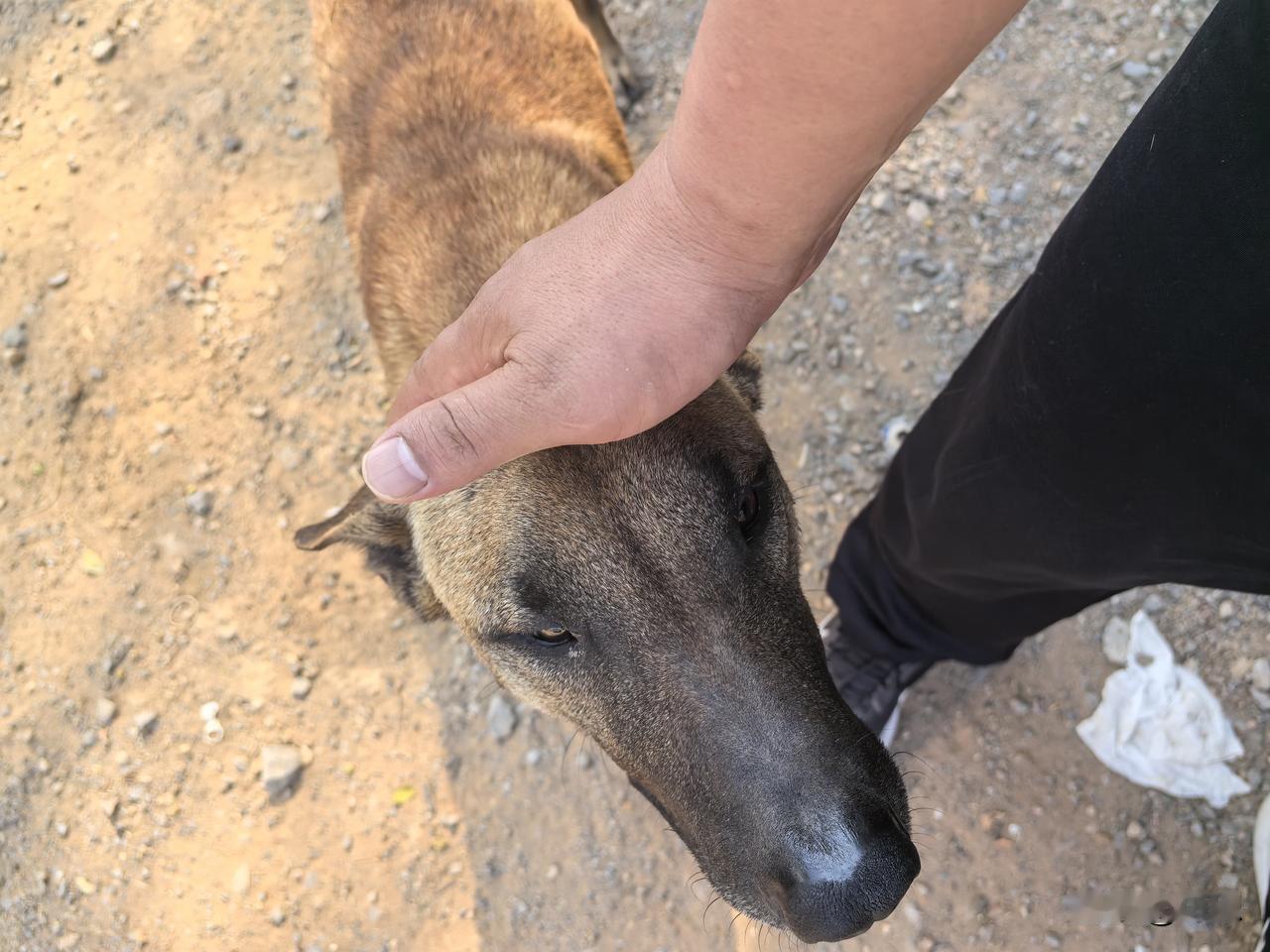最怕羊不产奶的是狗。
羊因为草不够吃，产奶越来越少，羊主人急，但更急的是放羊的狗