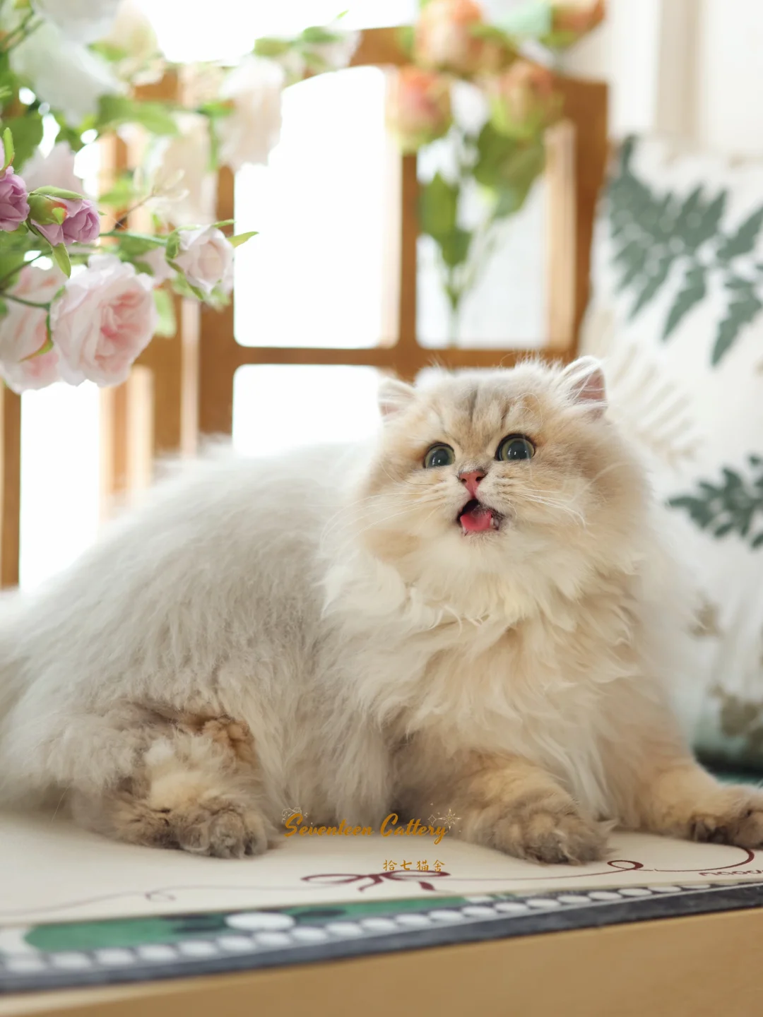 中兽医：这是个长寿猫 | 蓝金长毛✨