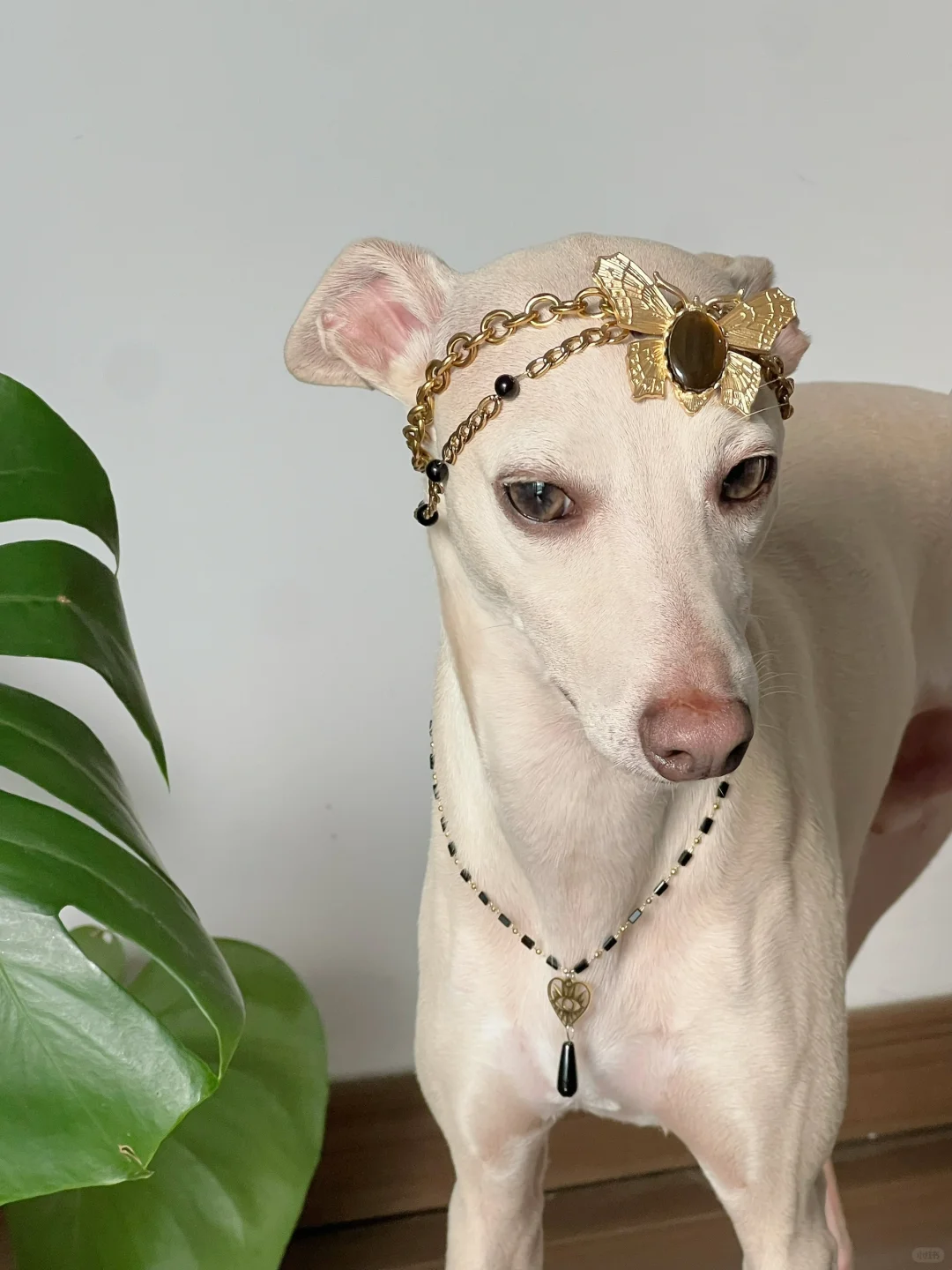 美神降临✨