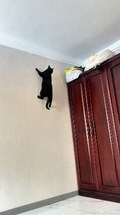 注意看！咱家里这只老黑猫，简直就是个“上墙小能手”！
你瞅瞅这好奇心，都快从脑瓜