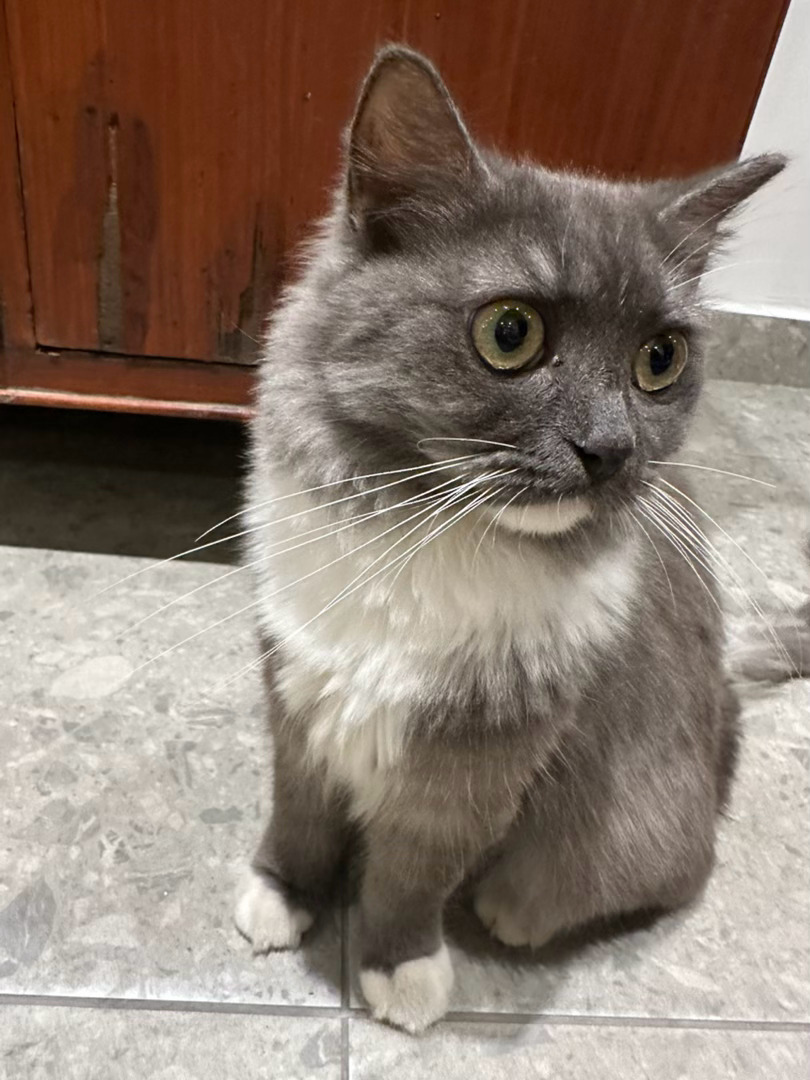 遇到猫就这样 