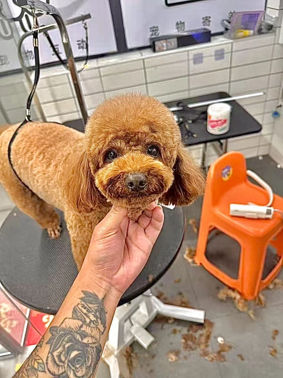 🚨江门宠主过年返乡必看！这家寄养位快抢光