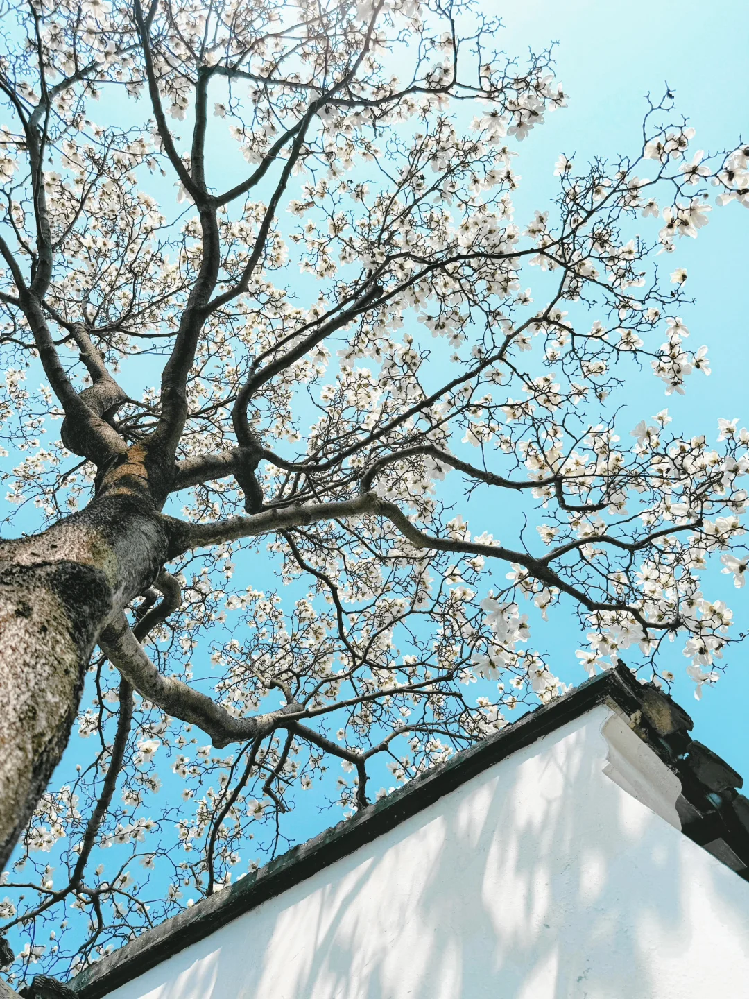 苏州赏花 | 留园这棵白玉兰开的直接封神了