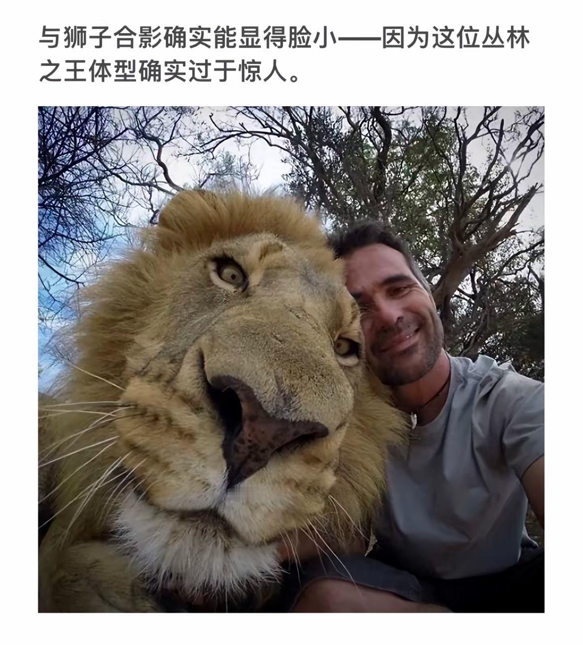与狮子合影，谁才是真正的丛林之王？