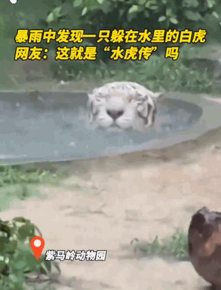 广东中山最近因为一场突如其来的暴雨，动物园也成了大型“真人秀”现场。你见过下雨天