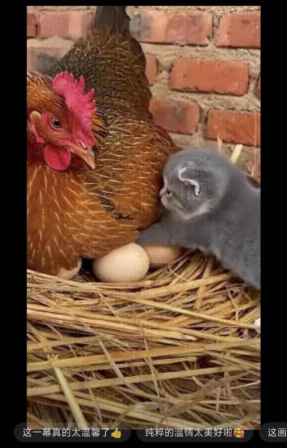 谁能拒绝这么治愈的一幕啊，看完心都要化了～
​​视频里，鸡妈妈正张开翅膀，把一群