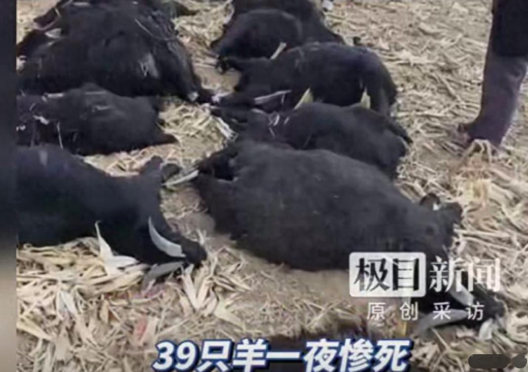“这事太离谱！”5月1日报道，山西霍州，一对老夫妻私自把 39 只羊赶到别人承包