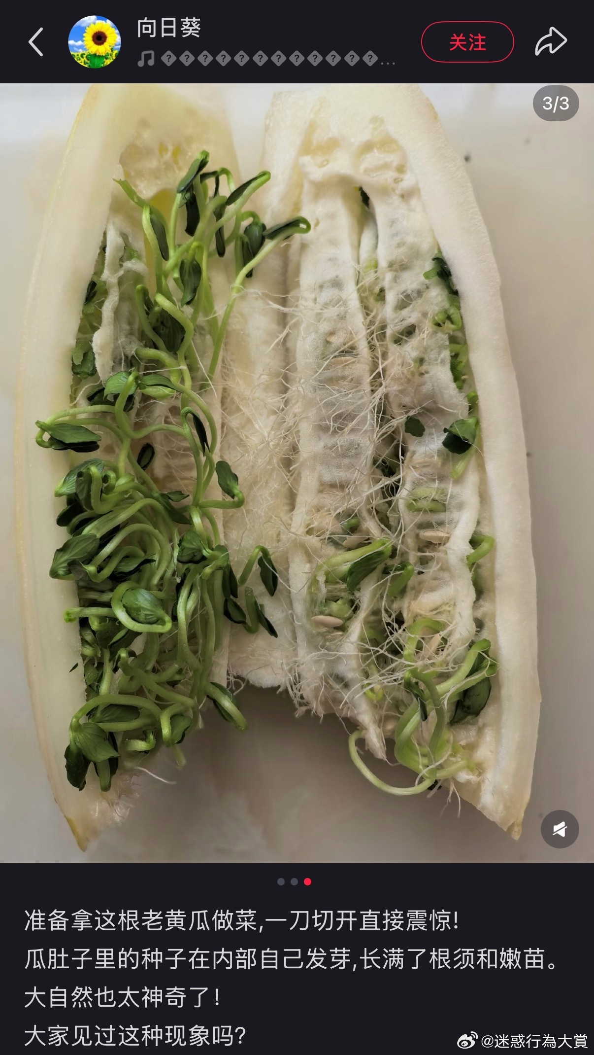 还以为是什么素食热狗 ​​​