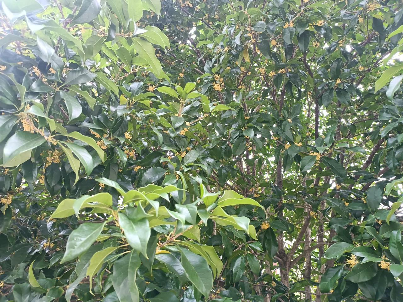这是银桂也是一起的
