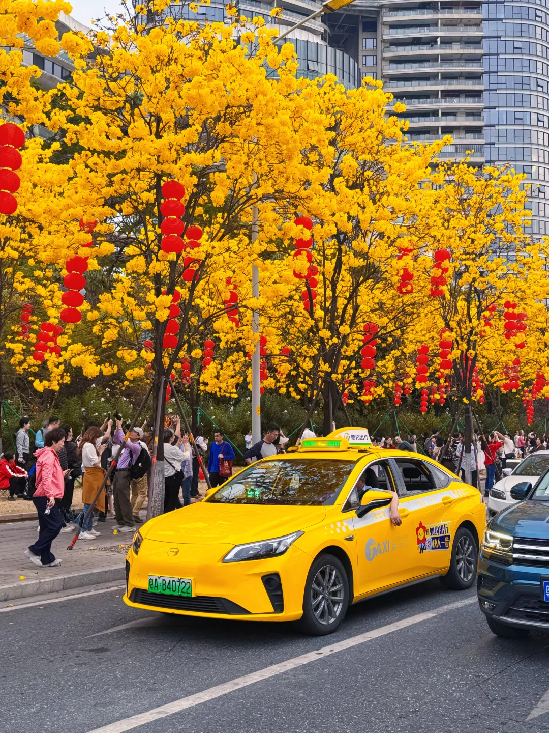 2.23广州洲头咀黄花风铃木🌼实拍‼️