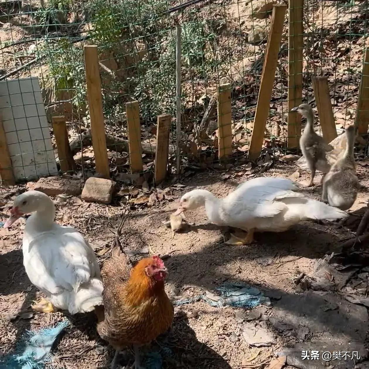 厦门女子家中47只小鸡接连神秘失踪，翻遍院子找不到一根毛！监控拍下真凶后，她当场