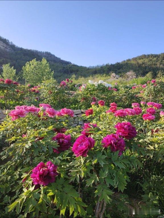 春日漫游｜青岛百果山牡丹园徒步指南

春日的青岛太适合踏青啦！🌿挖到的宝藏徒步