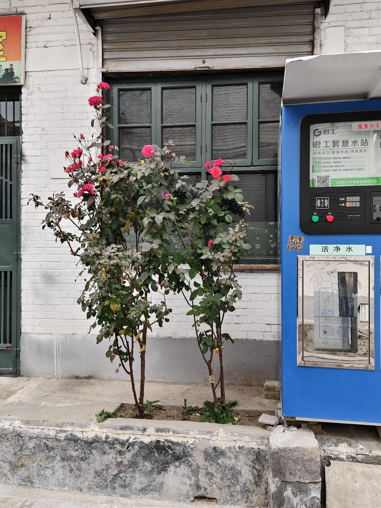 晒图笔记大赛真是不敢相信，如今已是数九寒天，但这家门前的月季，却迎着寒风开得异常