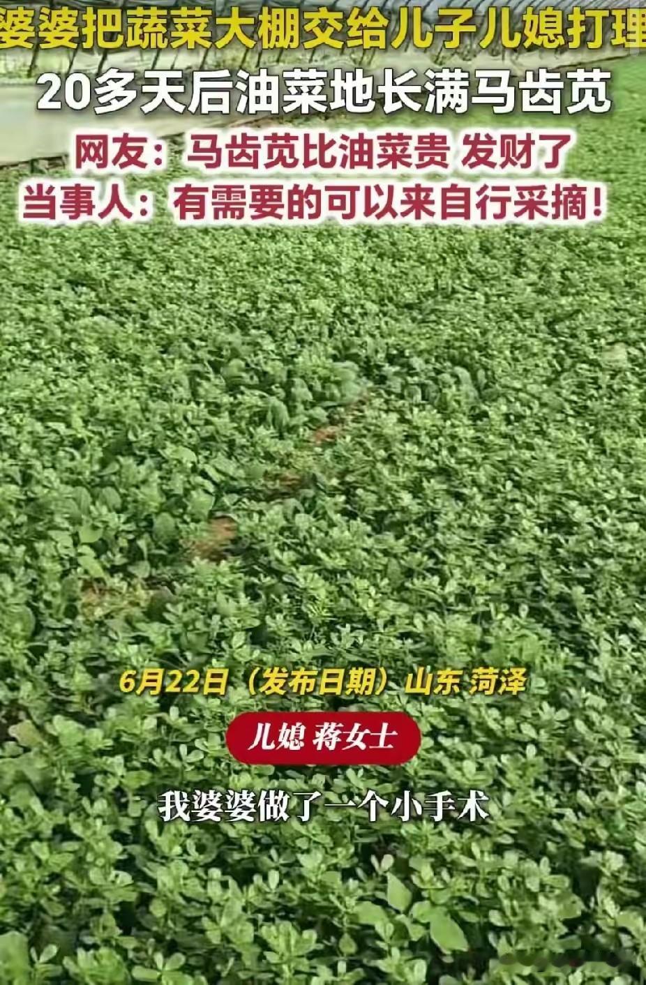 山东菏泽，婆婆把蔬菜大棚交给儿子儿媳管理。没想到，20天后，油菜地长满马齿苋。网