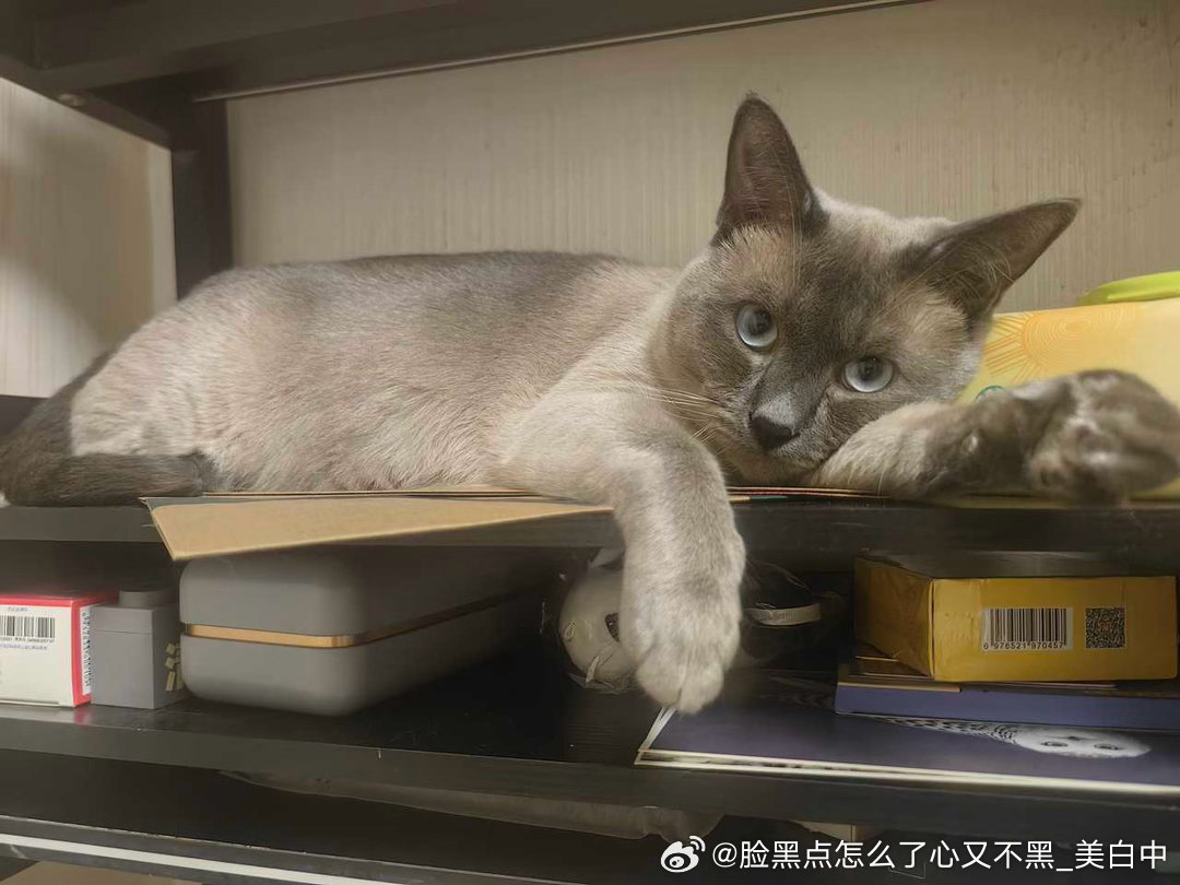 4275只黑脸碧落儿静静看着你 
