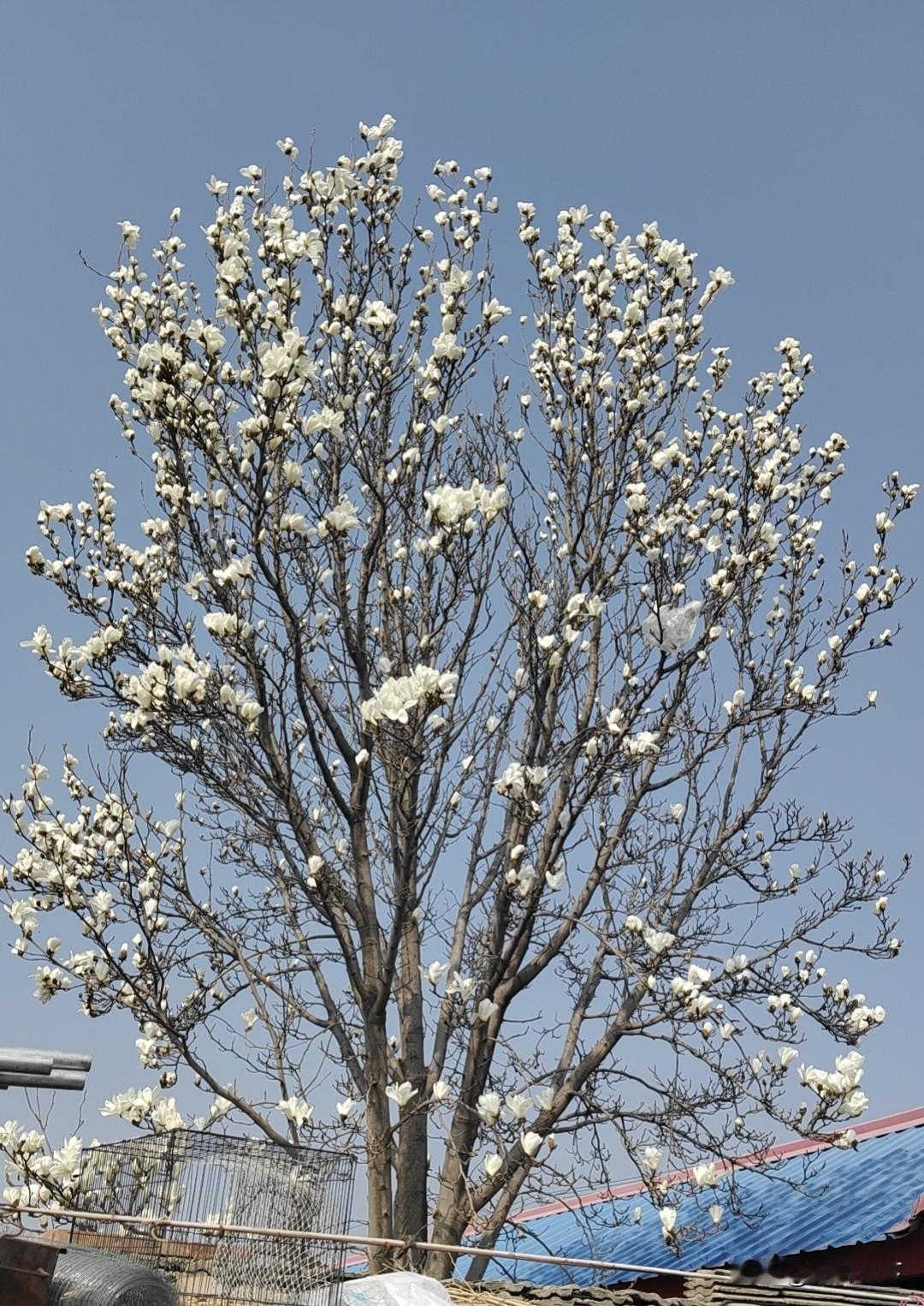 这是什么树？今天去乡下，路过一户人家看到这个树给我美呆了，😳这么很好看！