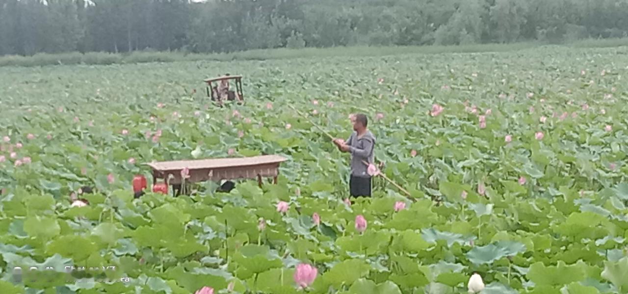 黄河故道欣赏万亩荷花，整个暑假都闷在家里，没有出门儿。

天气稍凉便和老公一起去