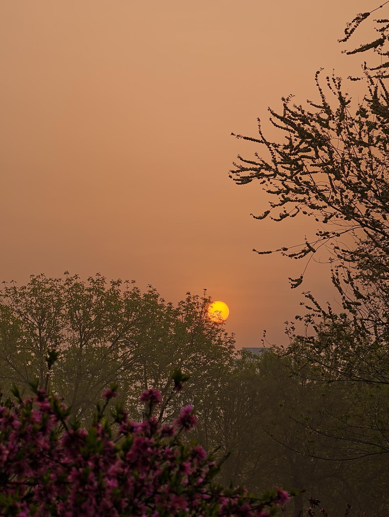 随手拍早晨公园盛开的碧桃花和刚出升的太阳！