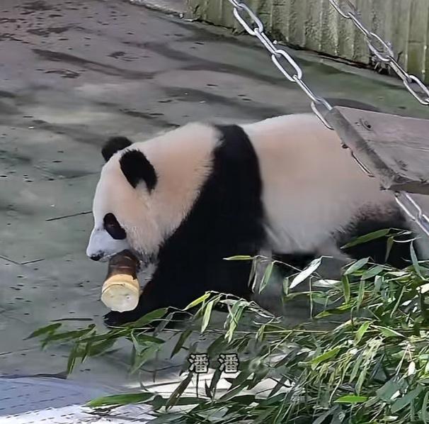 小月亮真精啊，它偷偷叼了妈妈的一根大笋，来到它的秘密基地——木梯与大树之间的缝隙