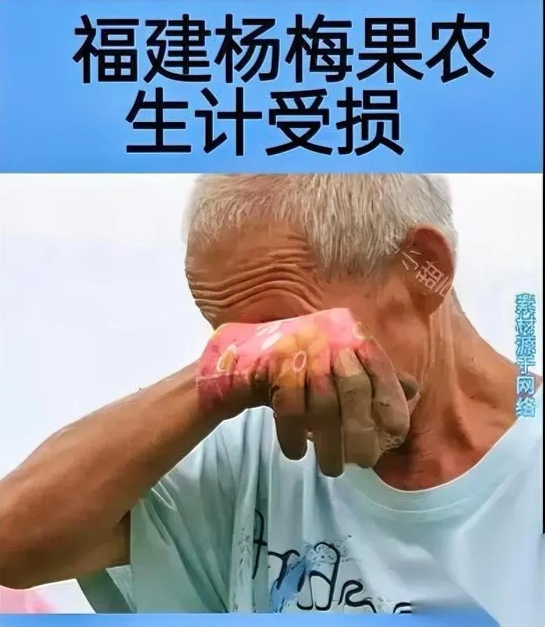 杨梅滞销没人买？

果农哭也没用？

这话听着扎心，可真不是消费者故意冷血。之前