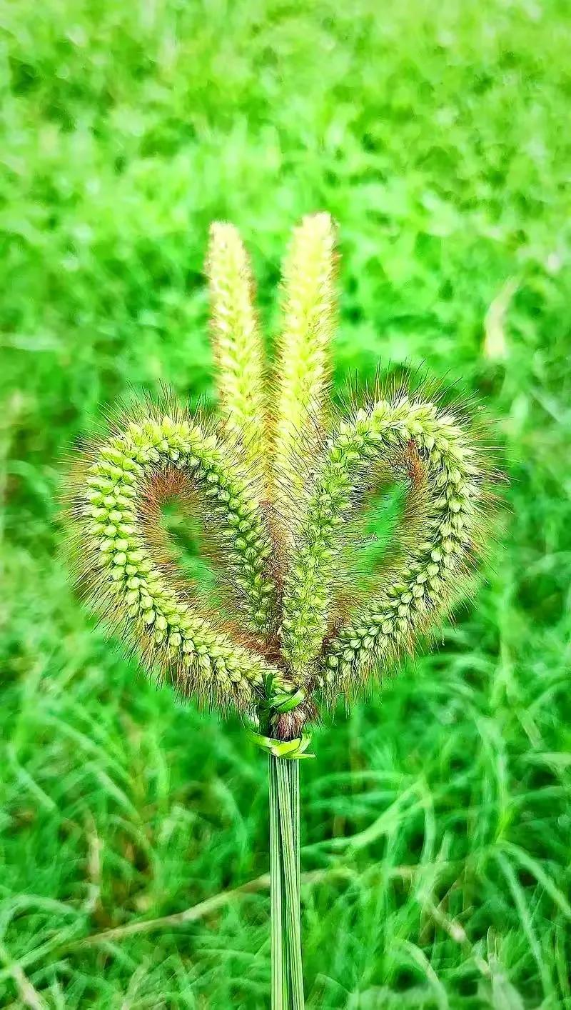 五十年前七二八，
那天我住在老家。
妈妈大队去磨面，
好像刚刚回到家。
因为白面