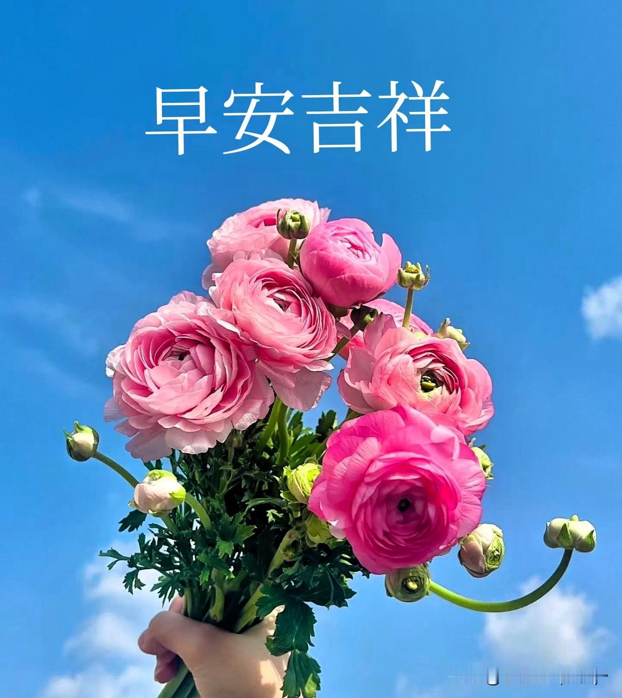 岁月安然，一路生花，早上好！

夏日生活打卡季早安 记录生活