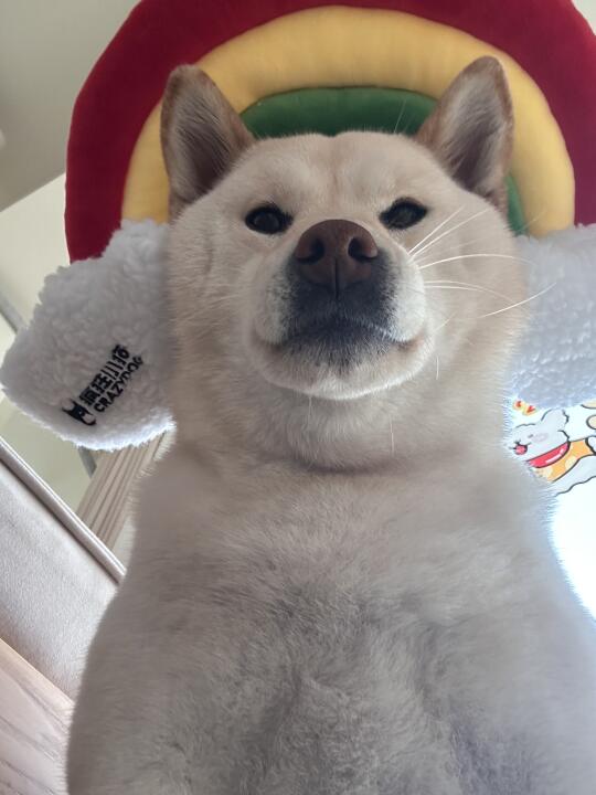 小斗，你喜欢彩虹吗🌈