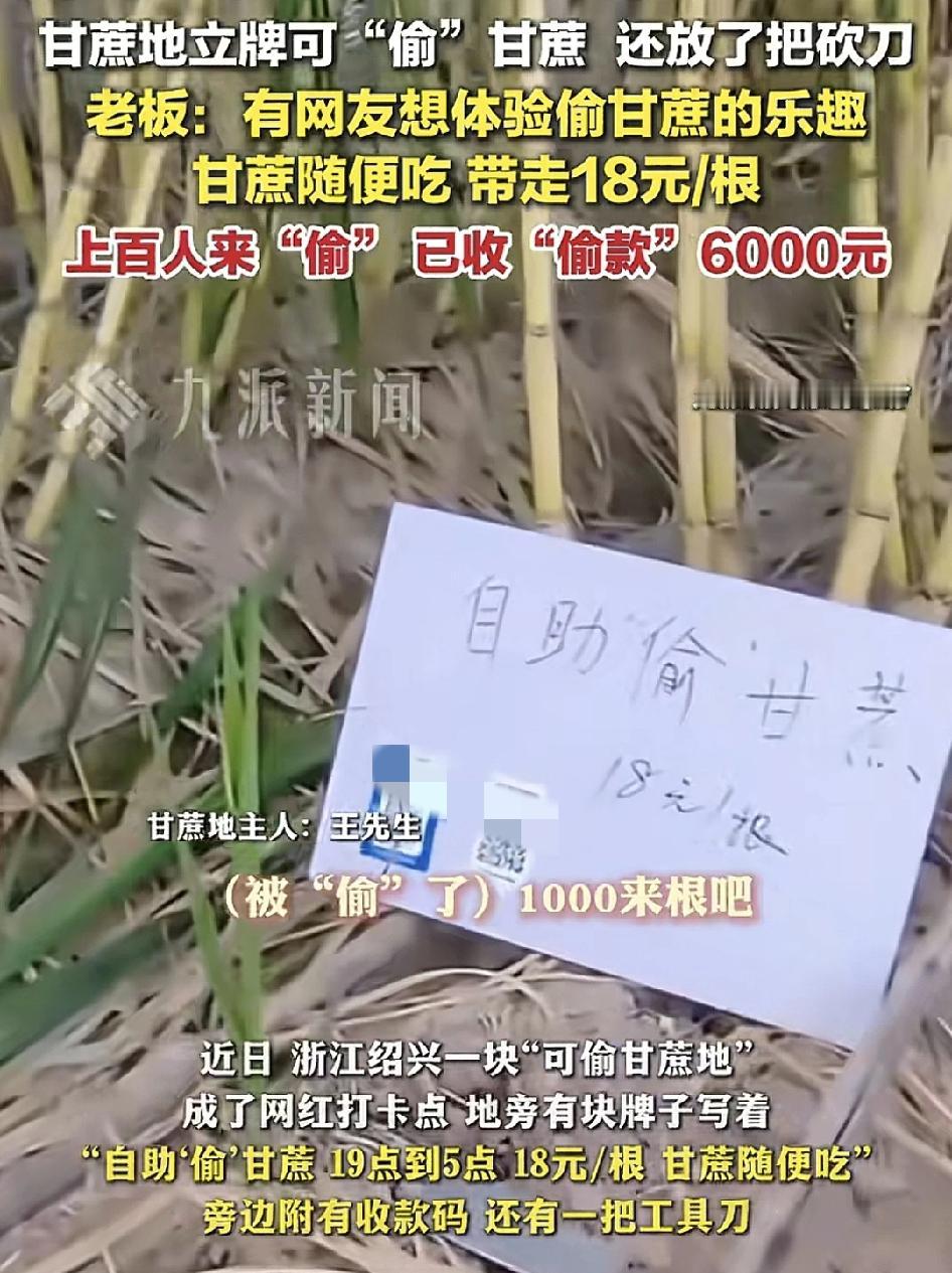 浙江绍兴一片甘蔗地最近成了网红打卡点。甘蔗地的主人要是最近干这成熟了，他灵机一动