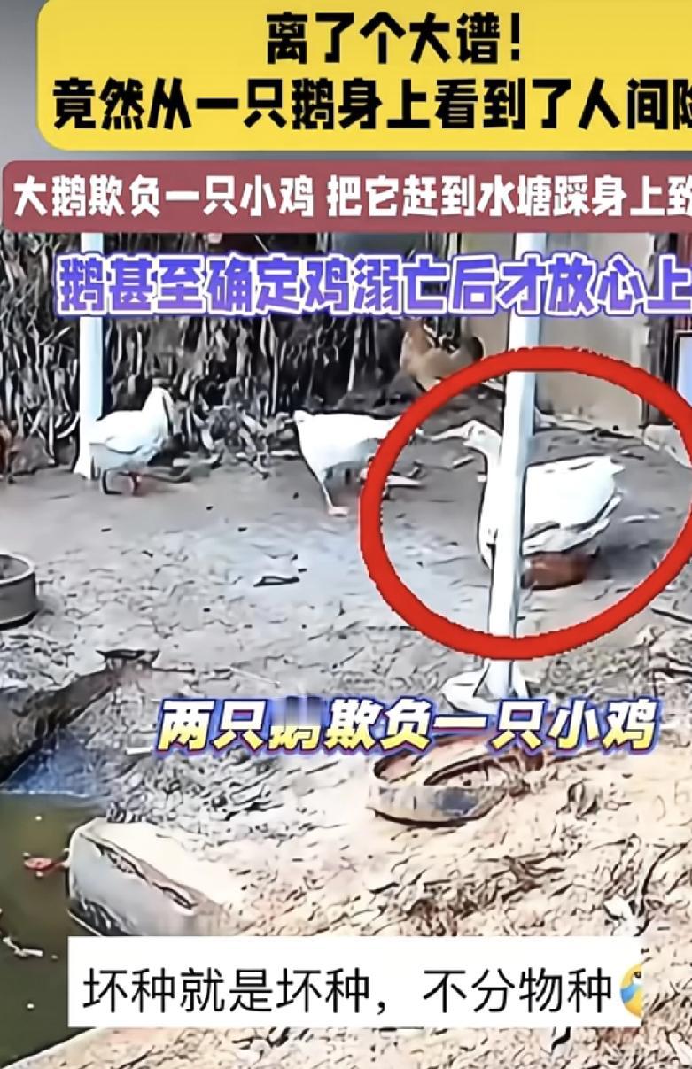 鹅，特别是公鹅，真的坏！我家以前养了三只鹅，两只公的一只母的，有一天母的生病了，