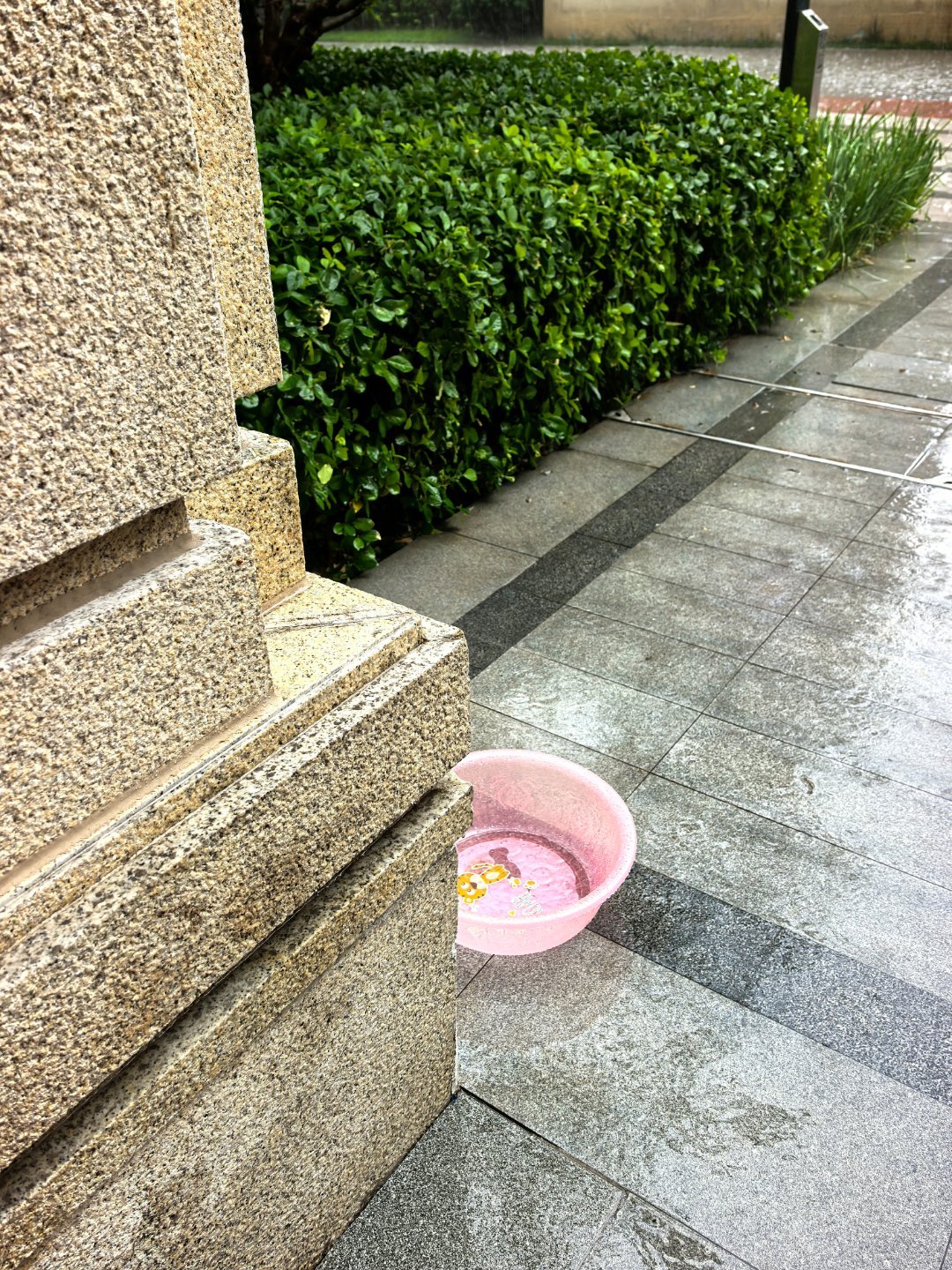 是谁蹲在小区单元门口给老妈的花接雨水 