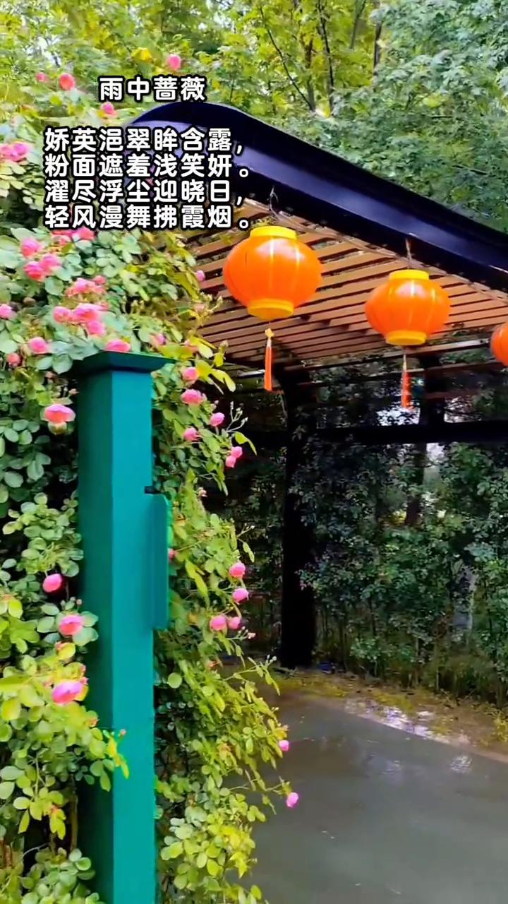 雨中蔷薇。
娇英浥翠眸含露，粉面遮羞浅笑妍。
濯尽浮尘迎晓日，轻风漫舞拂霞烟。