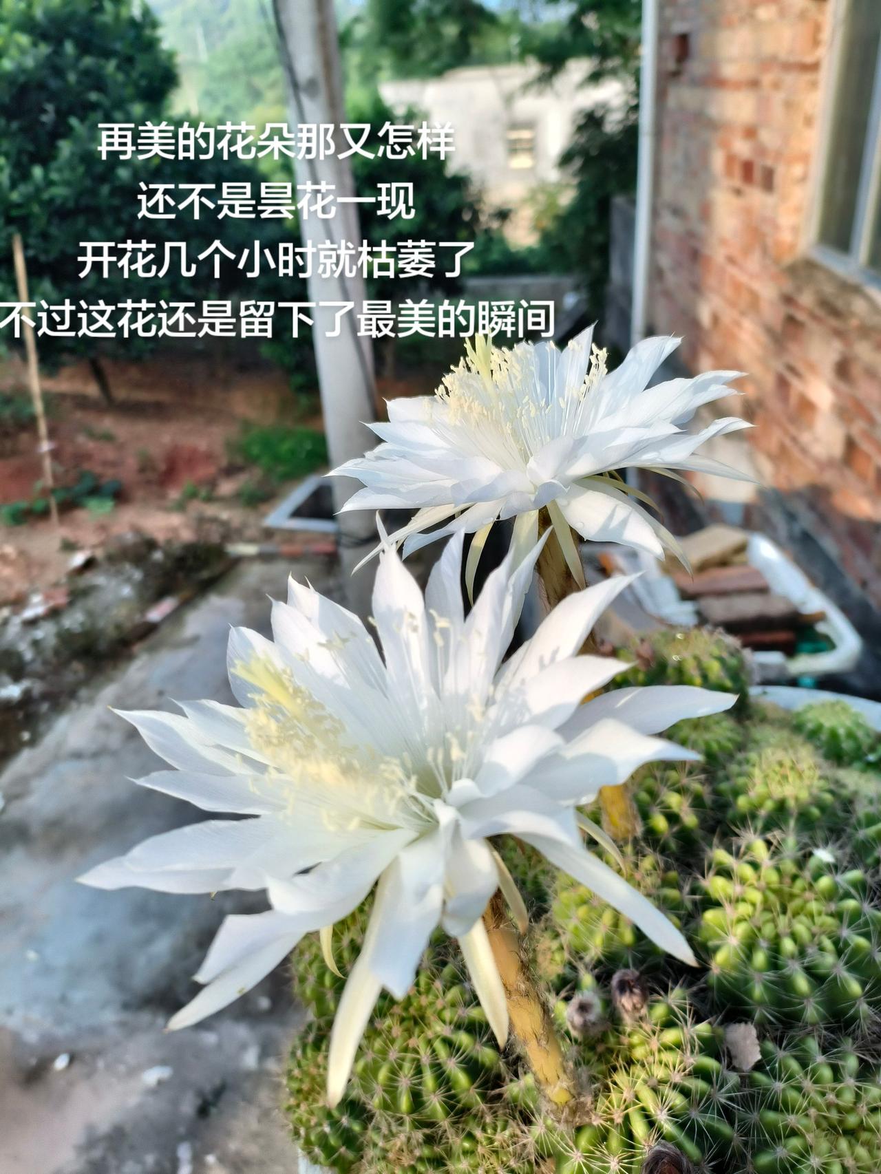 留下最美的一瞬间，那怕是昙花一现
仙人球大白花 最美的花朵