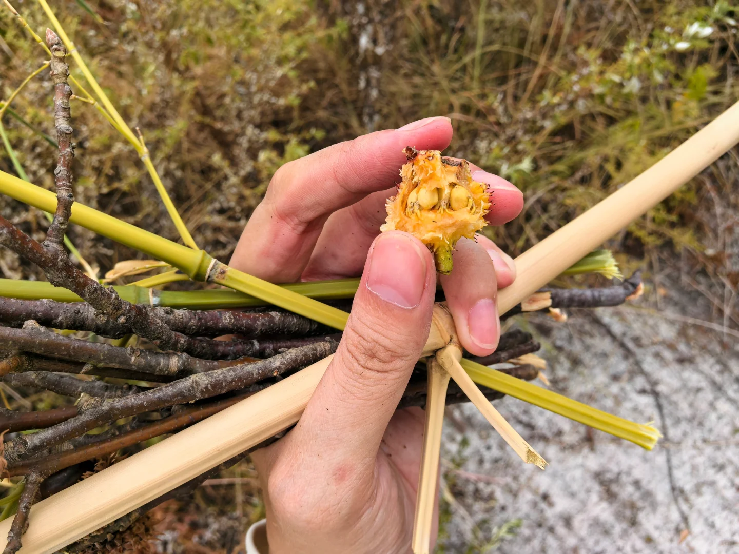 板栗我都懂，这个季节居然也有笋子哦