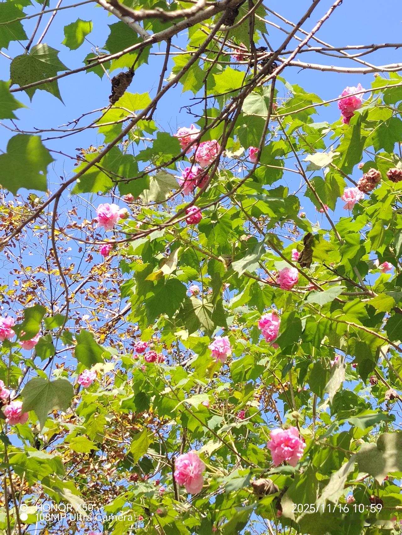 为什么短剧会成为流行趋势因为短剧受大家喜欢