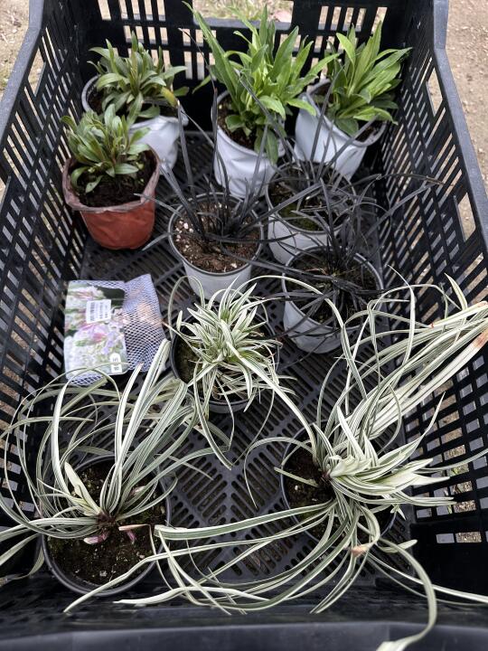 植物开箱·春天就要种花